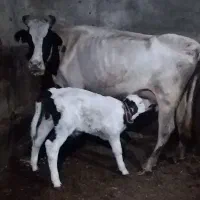 گاو با گوساله