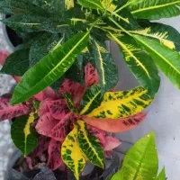 گل گل گل|گل و گیاه طبیعی|قم, زاد|دیوار