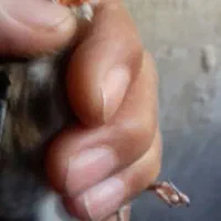 سهره نر، بخوان|پرنده|اردبیل, |دیوار