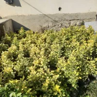 شمشاد|خدمات باغبانی و درختکاری|چابکسر, |دیوار