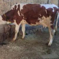 فروش گاو یک شکم همراه گوساله