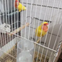 جفت|پرنده|بندر کنگان, |دیوار