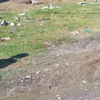 اسب مادیون اوس