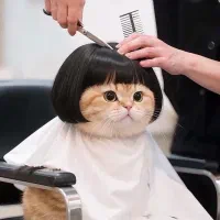 پتشاپ آنلاین