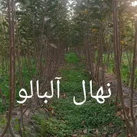 نهالستان پارس درخت گیلاس نهال|خدمات باغبانی و درختکاری|مشهد, خواجه ربیع|دیوار