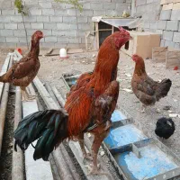 خروس و مرغ لاری تخم گذار