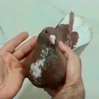 گلی رسمی دم سفید عتیغه