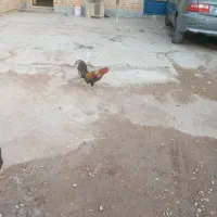 خروس عربی اصل