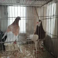 کبوترها لار هستش