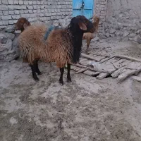 قوچ  همو فروشی