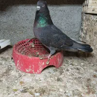 زاغ گلکی/سبز نفتی|پرنده|بندرعباس, |دیوار