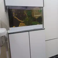 اکواریوم|ماهی|کرج, حسن آباد|دیوار