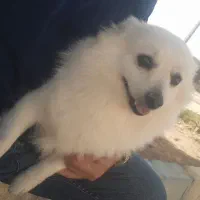 سگ برافروش