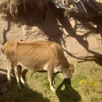 گاو با گوساله یک سال