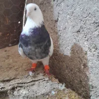 فروش کبوتر خوب اول آگهی را کامل بخونید