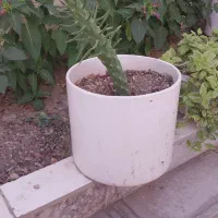 کاکتوس خیاری