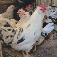 فروش تخم نطفه داره گلین پنگوئنی|حیوانات مزرعه|رفسنجان, |دیوار