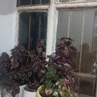 هرگلدان ۳۰۰