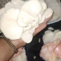 قارچ صدفی