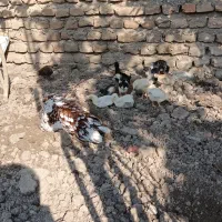 جوجه مرغ محلی|حیوانات مزرعه|مینودشت, |دیوار