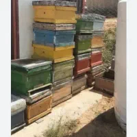 فروش بیست عدد کندو خالی با قاب