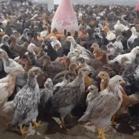 جوجه مرغ خروس  دورگ محلی خانگی شیراز