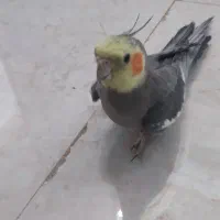 دوعروس هلندی