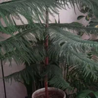 گل طبیعی کاج مطبق