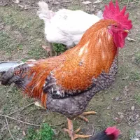 فروش خروس محلی گل باقالی