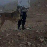 سگ پژدر|سگ|مشهد, امیریه|دیوار