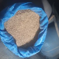 گندم بذری تمیز