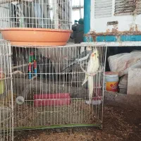 عروس هلندی و فنچ|پرنده|مشهد, شهرک ابوذر|دیوار