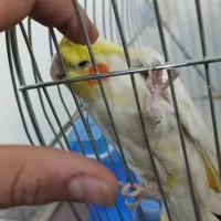 نر عروس نر دستی