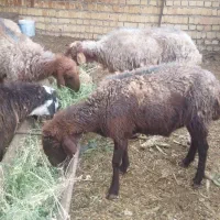 5تا میش بشرط سالمی