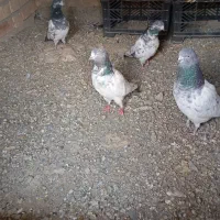 کبوتر پاکستانی|پرنده|کهنوج, |دیوار