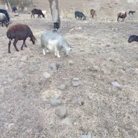 بز وبزغاله جوان