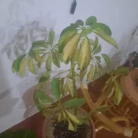 گل های اپارتمانی|گل و گیاه طبیعی|اهر, |دیوار