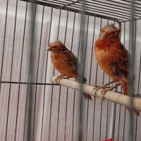 جوجه قناری سوخته سرخ کاکلی