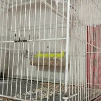 قناری نقره ای نر مست