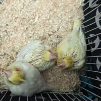 جوجه عروس هلندی سرلاکی