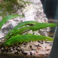 اکواریم پلنت|ماهی|دزفول, |دیوار