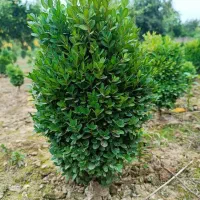 فروش عمده سیکاس و شمشاد توپی