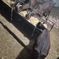 بز مورسیااسپانیایی|حیوانات مزرعه|جم, |دیوار