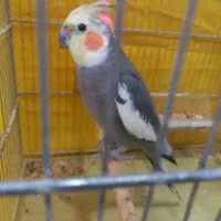 طوطی عروس هلندی
