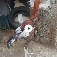 جوجه خروس افغان پنج ماهه