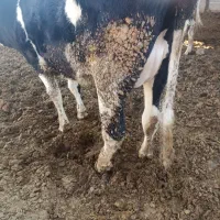 تلیسه آبستن سر سینه