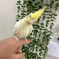 عروس هلندی|پرنده|پاکدشت, شهرک امام رضا|دیوار