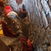 جوجه ۱۰ماهه