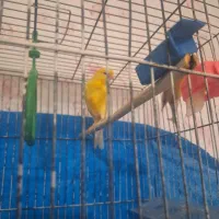 فروش فوری یه عددقناری ماده به قیمت ۱۵۰۰۰۰۰۰