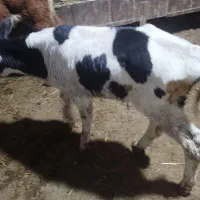 گوساله نر|حیوانات مزرعه|سبزوار, قصبه شرقی|دیوار